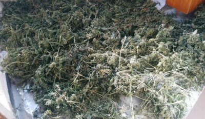 Задържаха баща и син за отглеждането на марихуана в частен имот