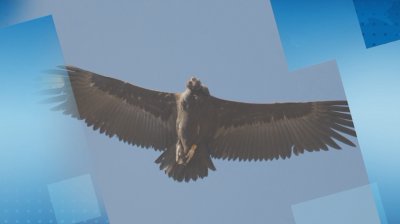Ултрон e застрелян над Държавно ловно стопанство "Женда"