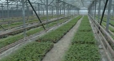 A jump in the prices of greenhouse vegetables is expected in the spring thumbnail