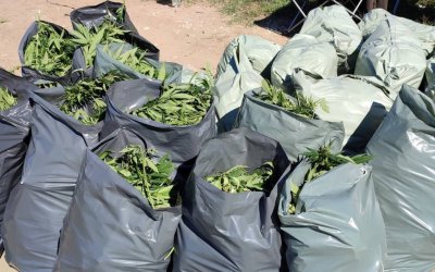 Над 330 кг марихуана бяха иззети в Пазарджик