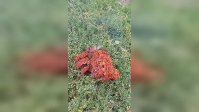 Странното червено &quot;нещо&quot; в Якоруда предизвика вълнения сред местните
