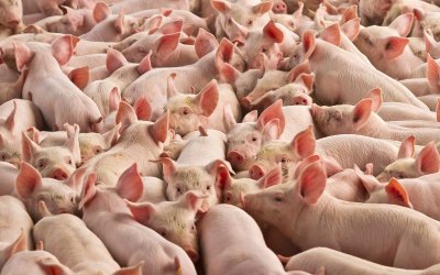 Огнище на африканска чума по свинете е открито в Гюргево