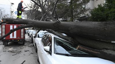 Силният вятър събори дърво върху автомобил в София (СНИМКИ)