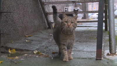 Все повече доброволци помагат на животните на улицата