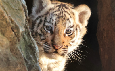 Зоопаркът в Стара Загора търси име за малкото си тигърче (СНИМКИ)