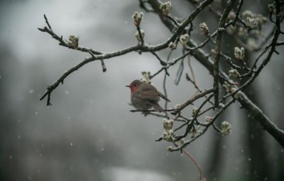 Променливо време: мъгли, валежи и нов преход от дъжд към сняг