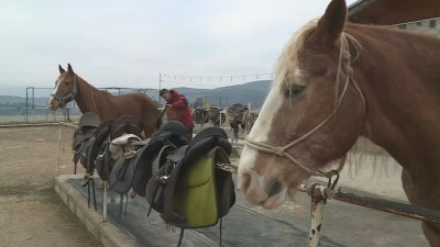 Тодоровден събира стотици в Бачево с конски кушии и водосвет