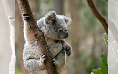 Изследване на ДНК оспорва страховете за изчезването на коалите в Австралия