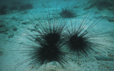 Задържаха петима за нелегален улов на над 16 000 морски таралежи в Гърция