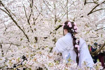 Фестивал на черешовия цвят в Берлин (СНИМКИ)