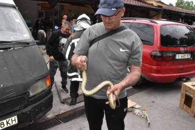 Пъстър смок предизвика суматоха на централния пазар в Хасково