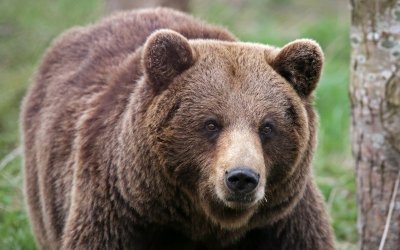 Мечка беше застреляна на най-известния планински път в Румъния, след като нападна швейцарски турист