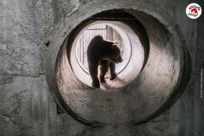 Мечокът Явор вече е в Парка за мечки – Белица