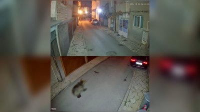 След появата на мече по улиците на Благоевград: Проверяват дали животното се връща