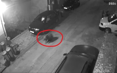 Малко мече по улиците на Благоевград - какво предприема местната власт?