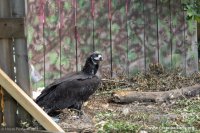 Прекършеният полет! Лешоядът Ултрон – убит от бракониери в Кърджалийско