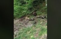 Уникални кадри: Мечка с малки мечета пресичат път под Рилския манастир