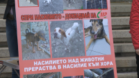 Екозащитници поискаха ефективни присъди срещу зверствата над животни